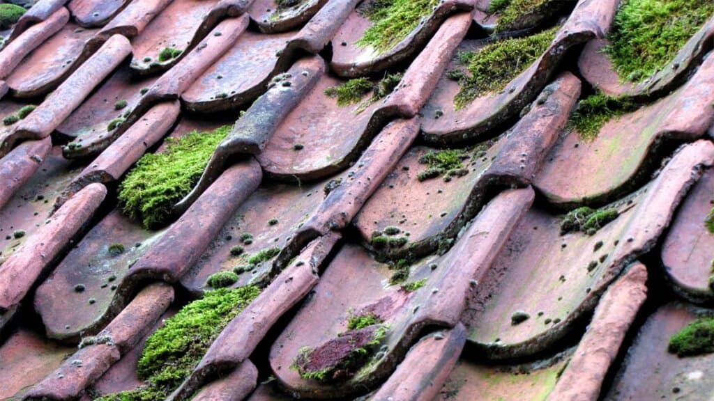 Sammaleen poisto katolta