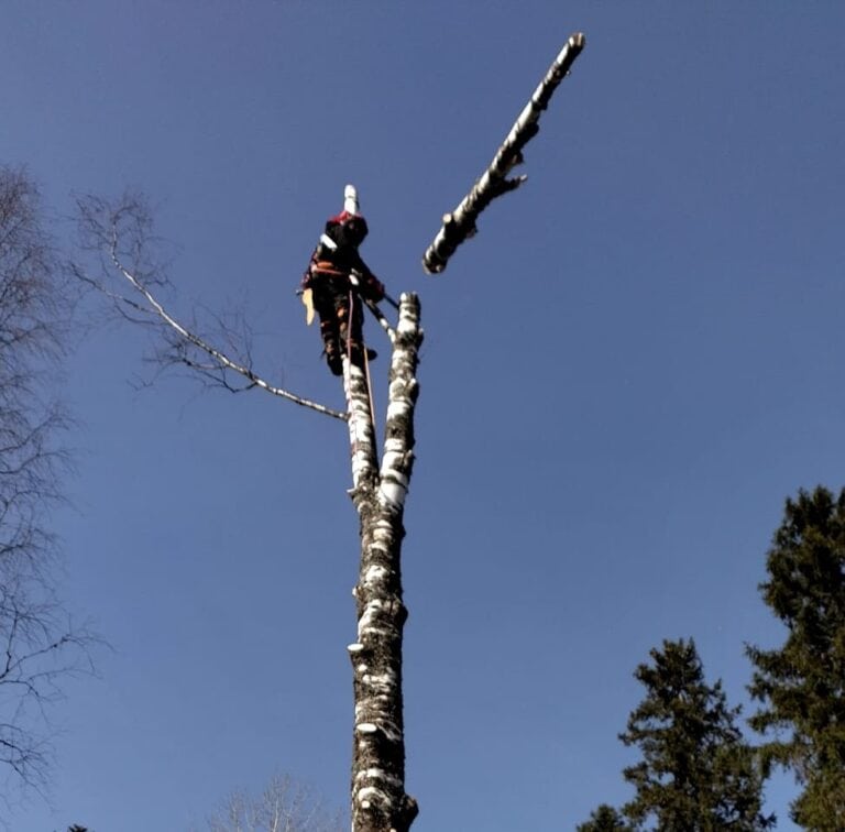 Työnäyte