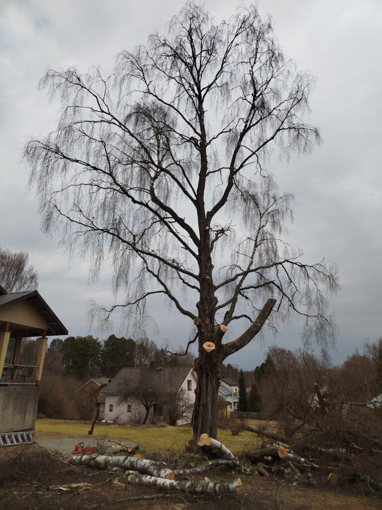 Työnäyte