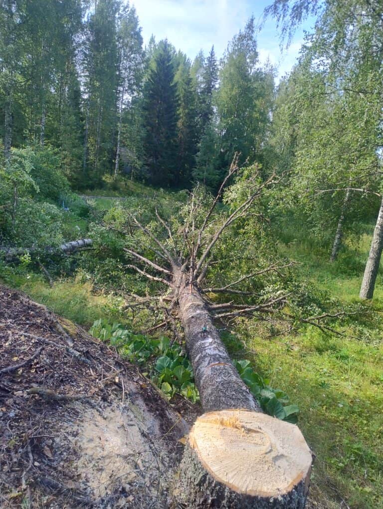 Työnäyte