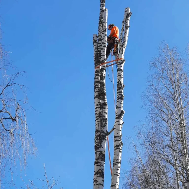 Työnäyte