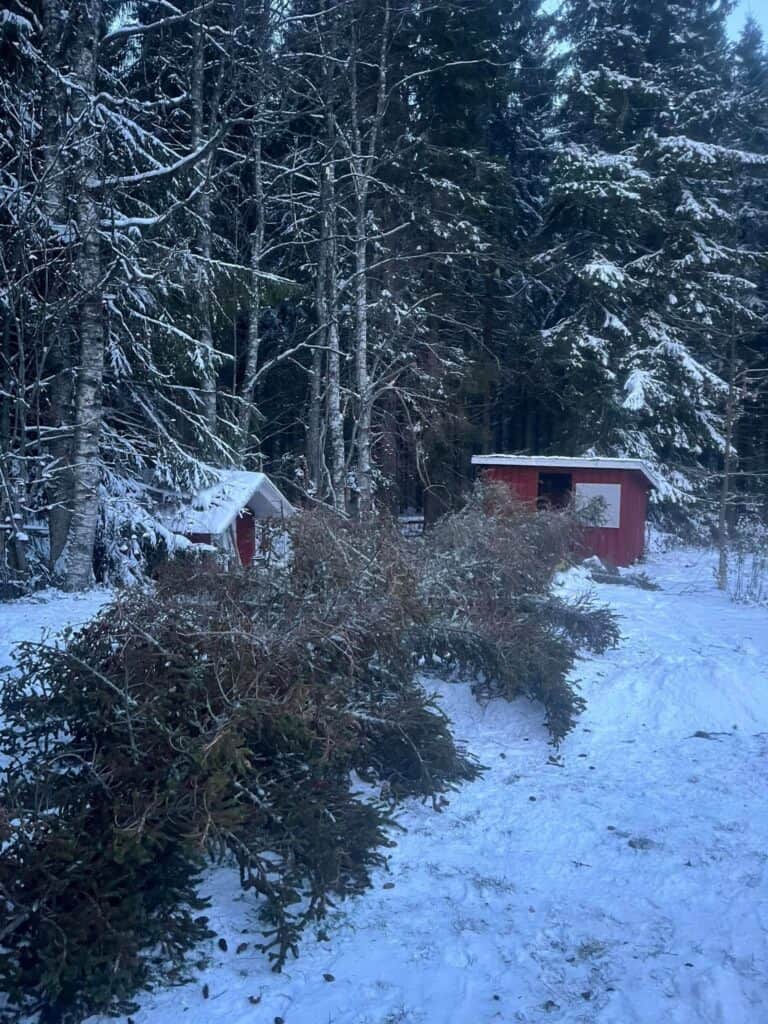 Työnäyte